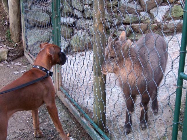 bobi in kozica