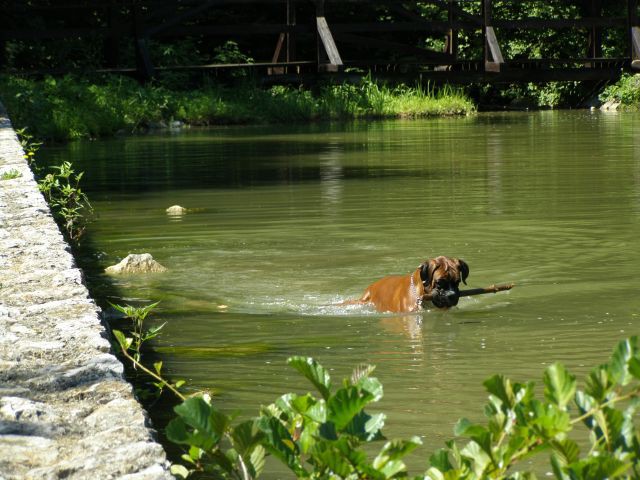 Bobi 1 leto - foto