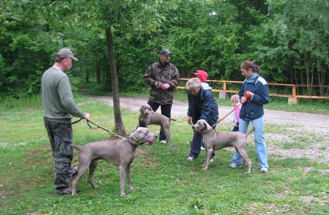 1. weimaranski piknik - foto