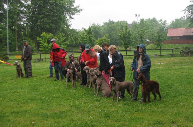 1. weimaranski piknik - foto povečava