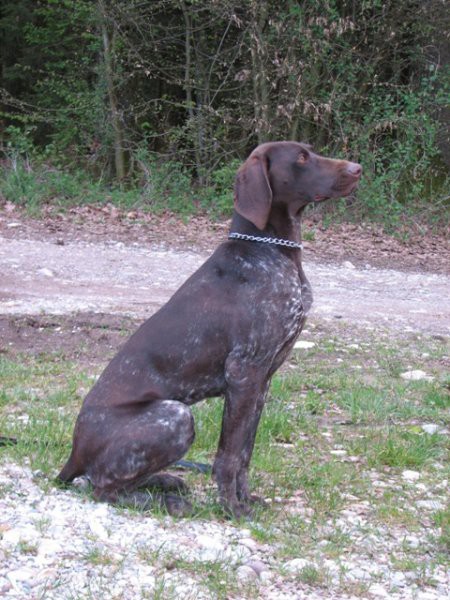 1. weimaranski piknik - foto