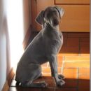 Kika