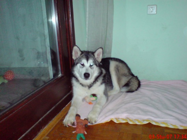 Hera - foto