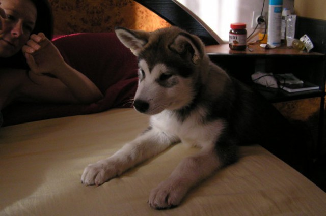 Hera - foto
