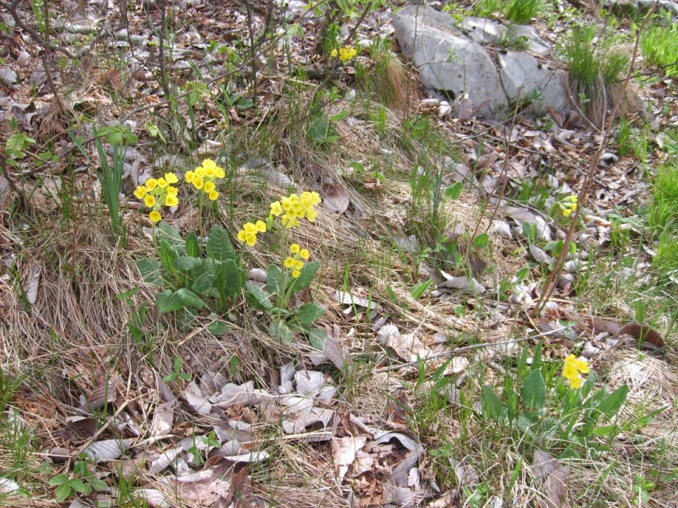 Žbevnica in Gomila 29.04.2012 - foto povečava