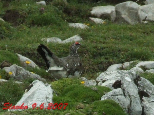 Begunjščica 9.6.2007 - foto