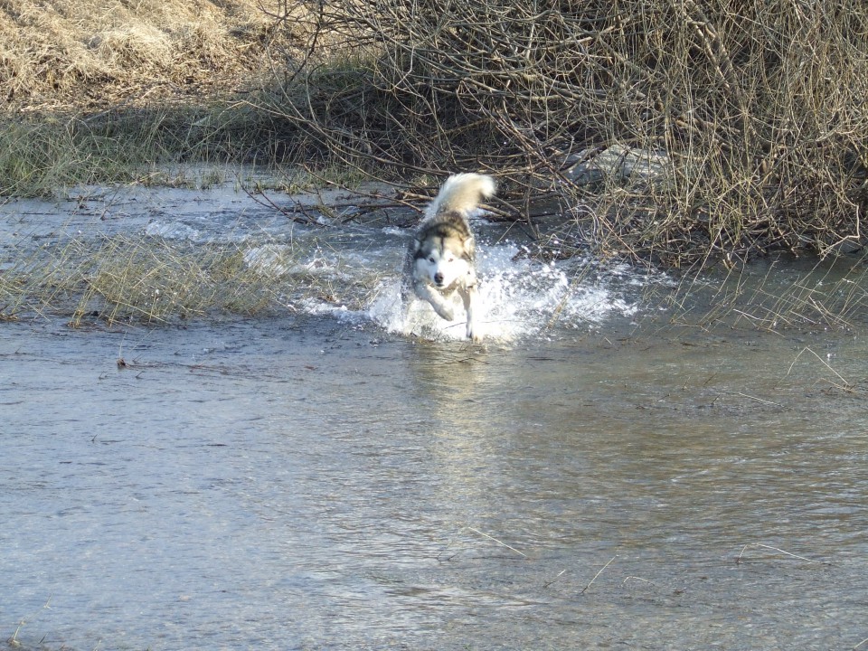 Planinsko polje 21.3.2009 - foto povečava