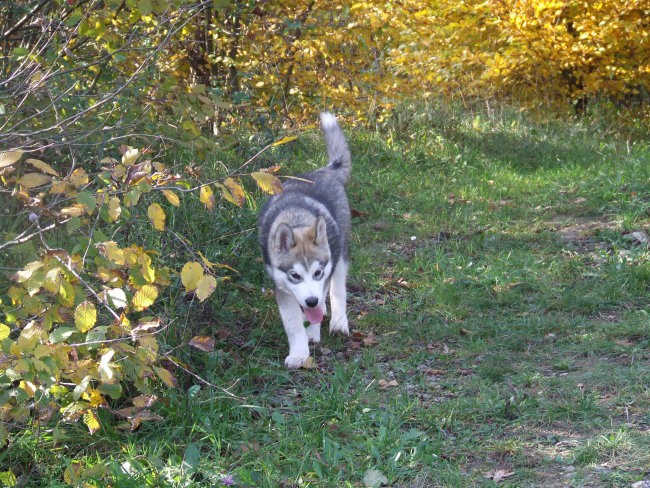 November 2006 - foto povečava