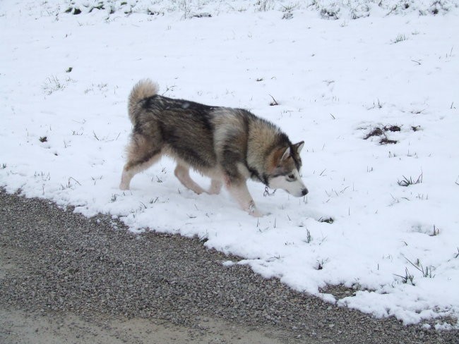 Januar 2007 - foto povečava