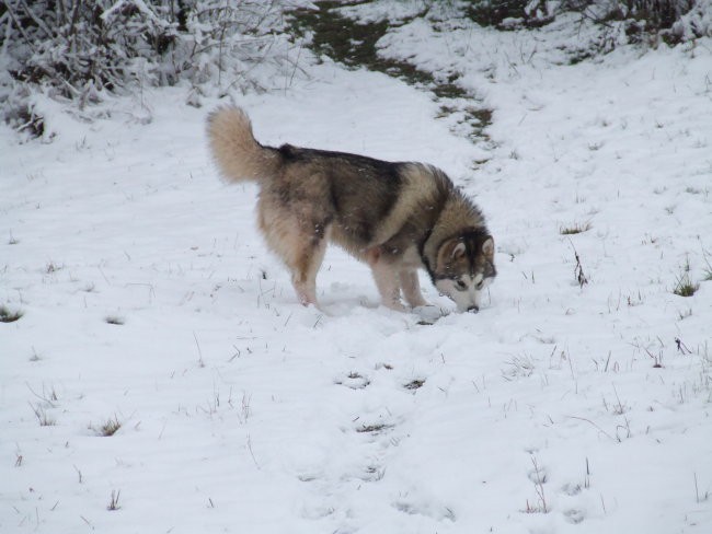 Januar 2007 - foto povečava