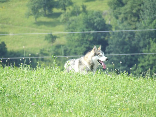 1. rojstni dan (29.6.2007) - foto povečava