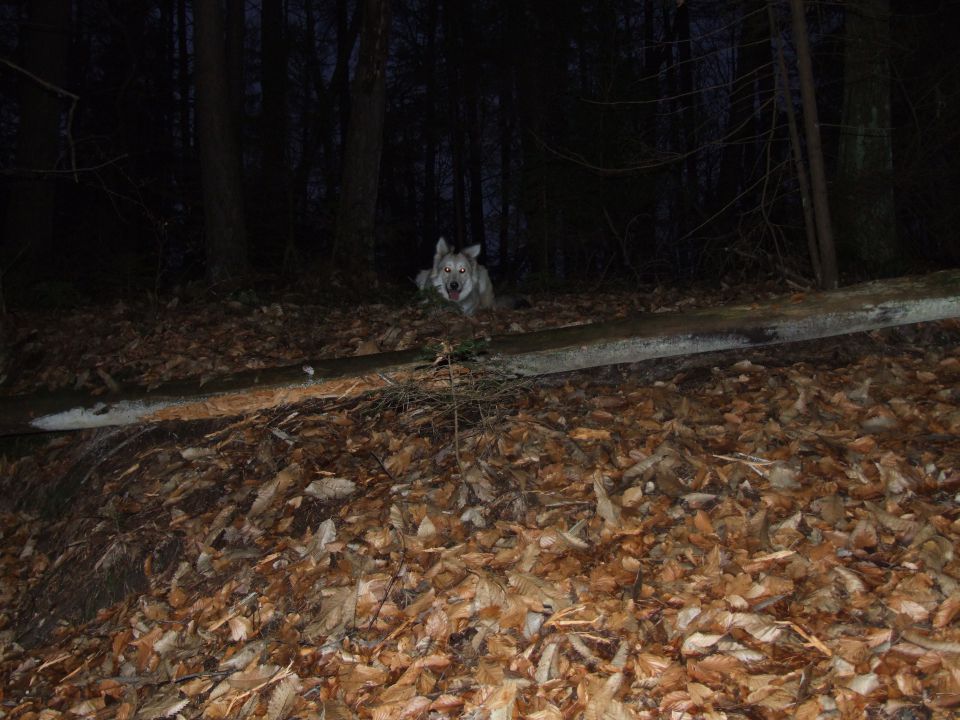 Bela - foto povečava