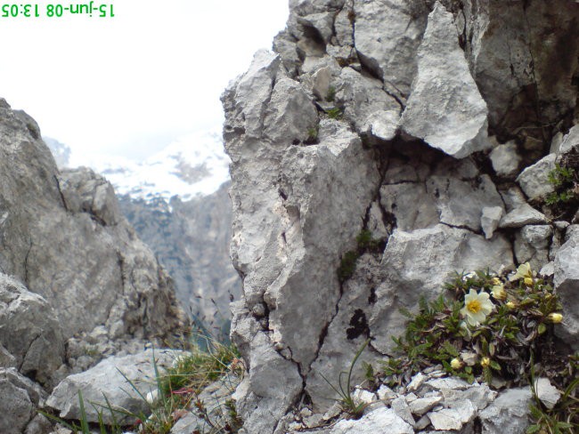 Alpska Velesa