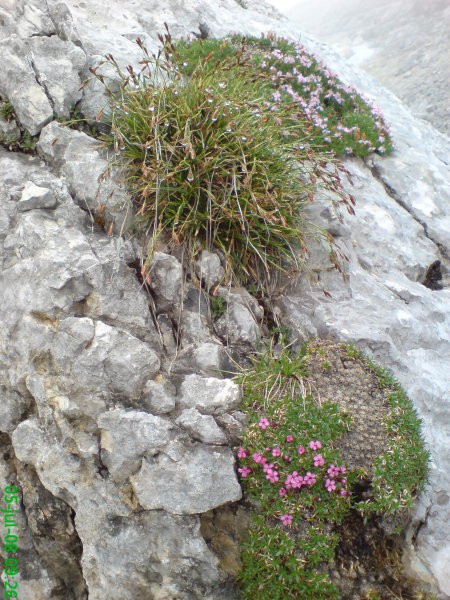 Alpski skalnak