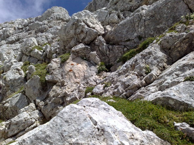 Bovški gamsovec 23.8.2009 - foto