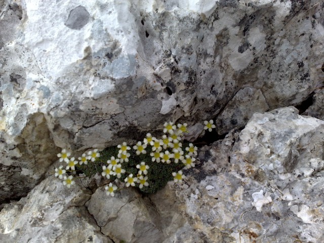 Bovški gamsovec 23.8.2009 - foto