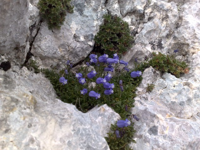 Bovški gamsovec 23.8.2009 - foto