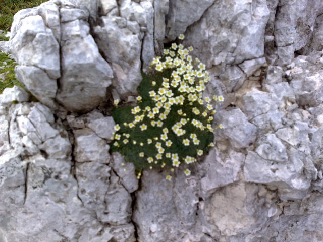 Bovški gamsovec 23.8.2009 - foto