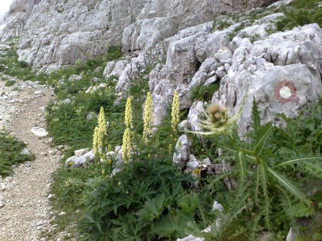 Bovški gamsovec 23.8.2009 - foto