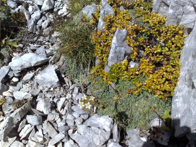 Grintovec čez Dolge stene 4.10.2009 - foto