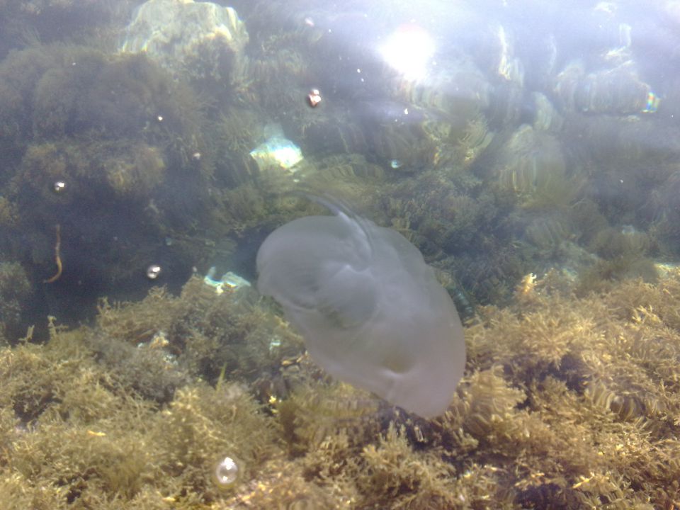 meduza - big one