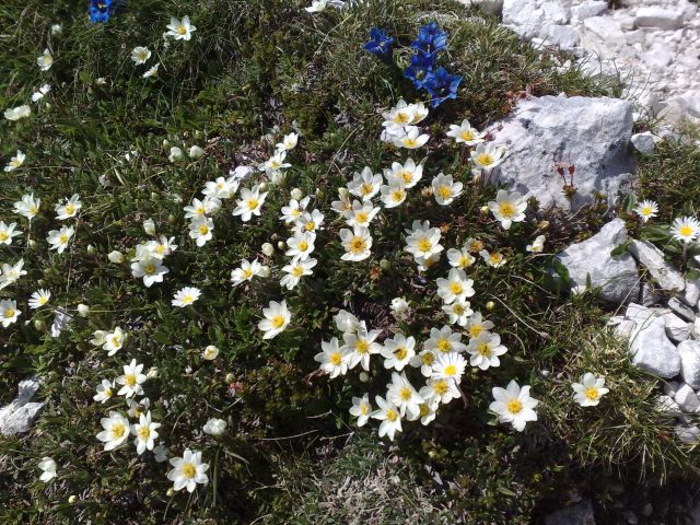 Alpska velesa