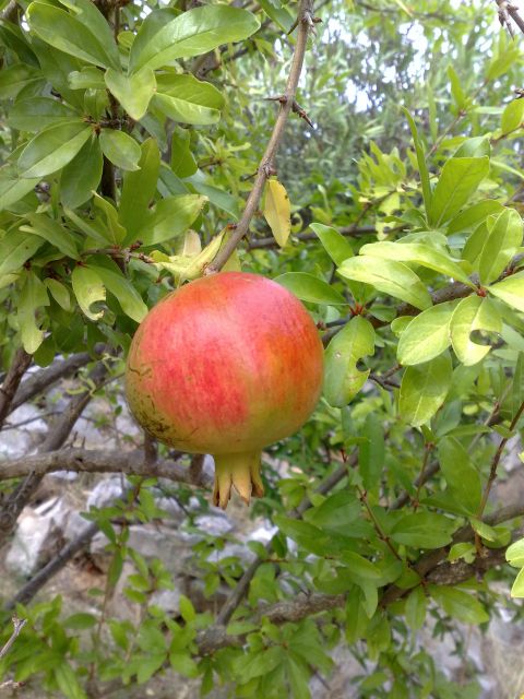 Granatno jabolko