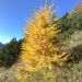 Pokljuka, Brda, Mrežce 10.10.2010