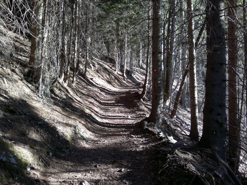 lepa gozdna pot