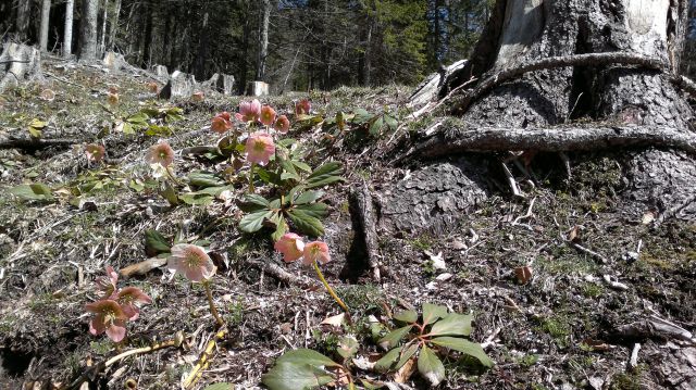 Tolsta Košuta 10.04.2011 - foto