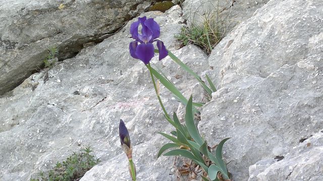 Krk Baška, 22.-27.4.2011 - foto