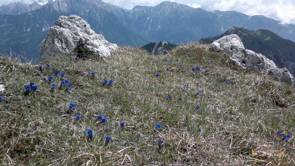 Storžič 29.05.2011 - foto povečava