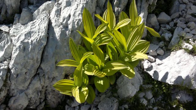 Škrlatica  2740m - 09.07.2011 - foto