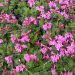 rododendron