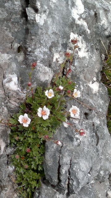 Mišelj vrh 06.08.2011 - foto