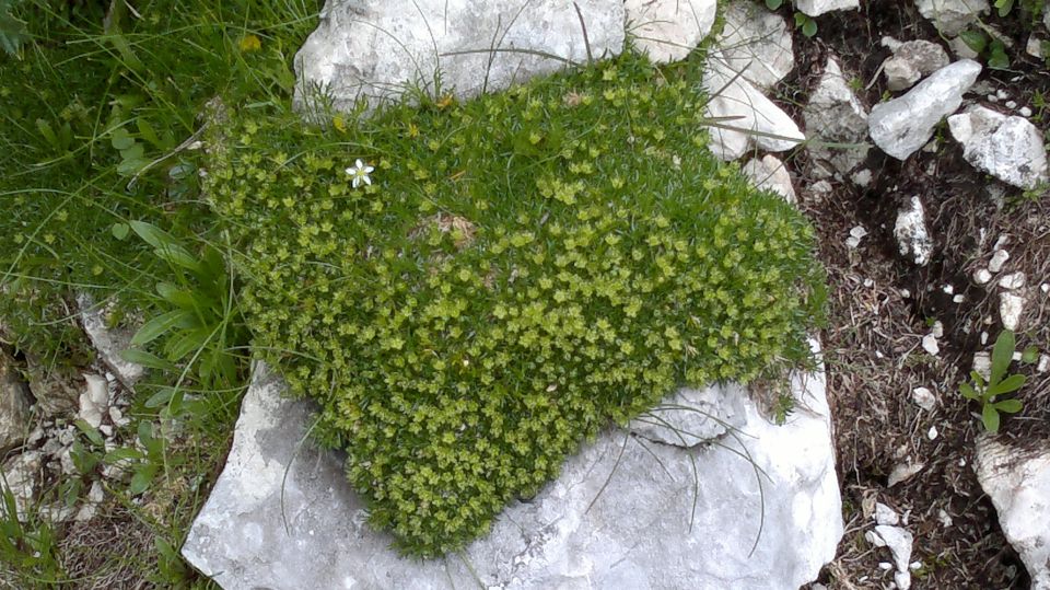 Mišelj vrh 06.08.2011 - foto povečava