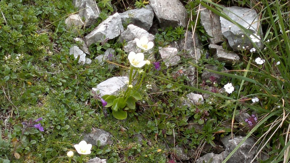 Mišelj vrh 06.08.2011 - foto povečava