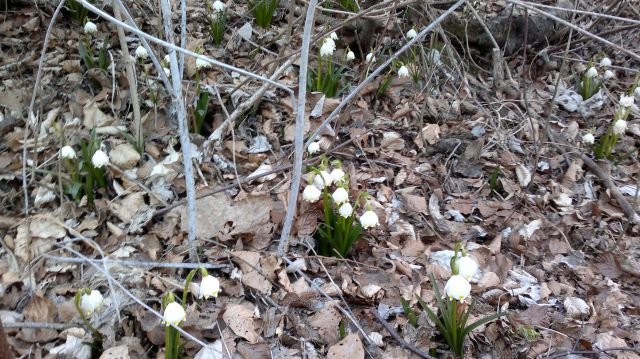 Kokrško sedlo - Streha 10.03.2012 - foto