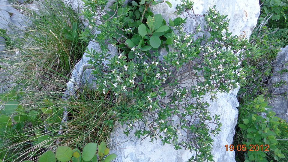 Gradiška tura - Abram 19.05.2012 - foto povečava