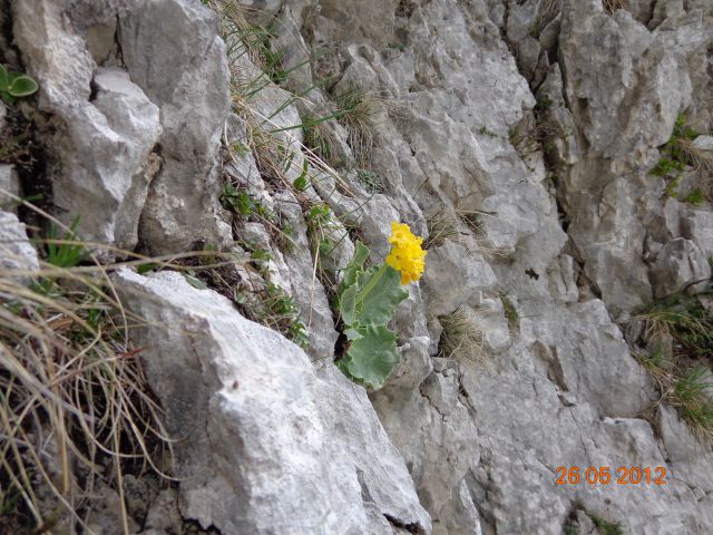 Ljubeljščica 26.05.2012 - foto