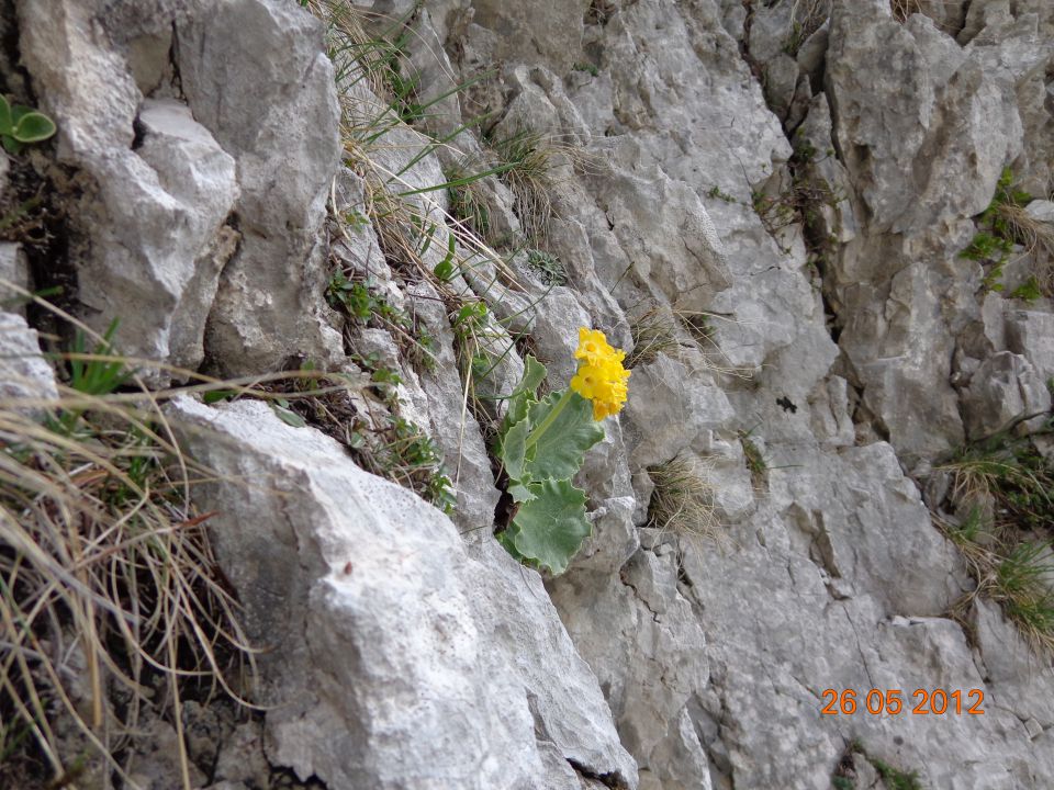 Ljubeljščica 26.05.2012 - foto povečava