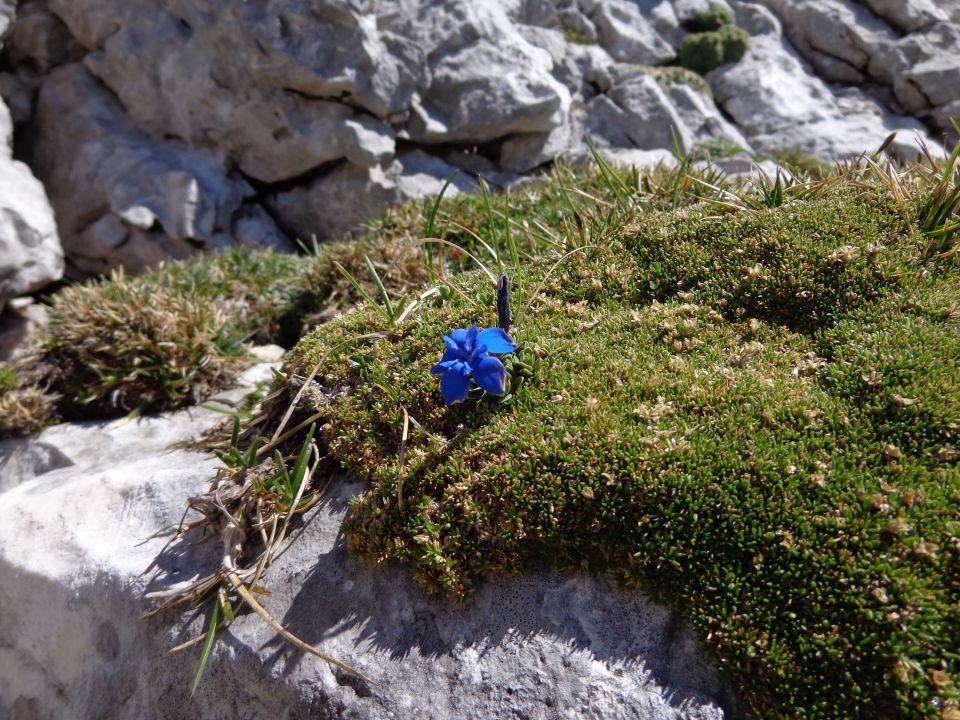 Grintovec, JV greben 16.06.2012 - foto povečava