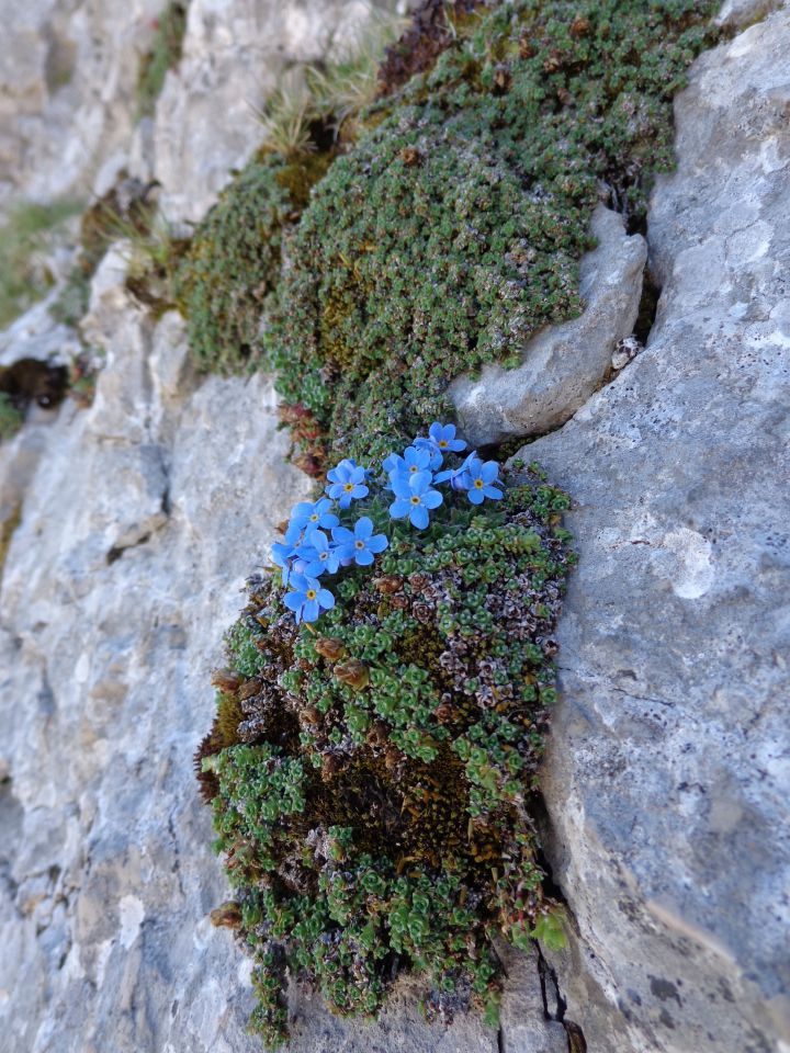 alpska neboglasnica