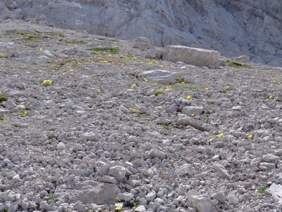 Ledine-Koroška rinka 30.06.2012 - foto povečava