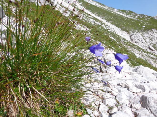 Bavški Grintavec 28.07.2012 - foto