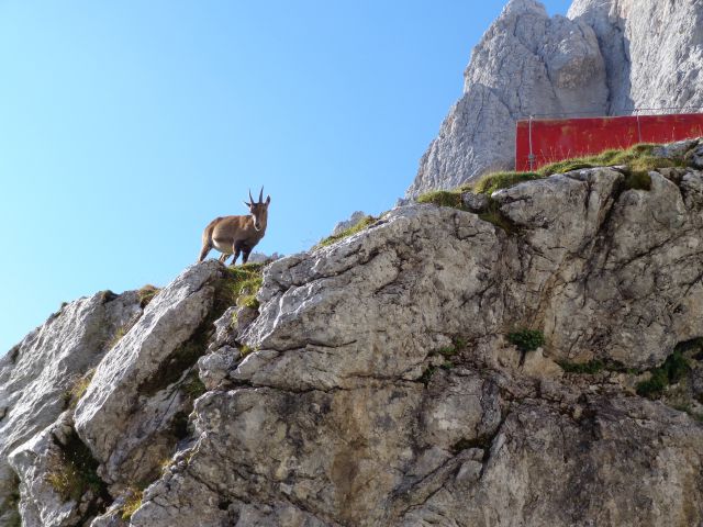 Visoka bela špica -  S raz  17.08.2012 - foto