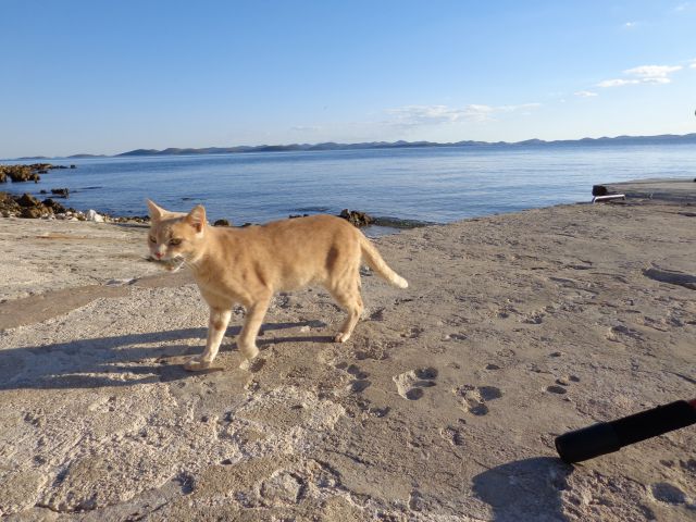 Pašman 2012 - foto