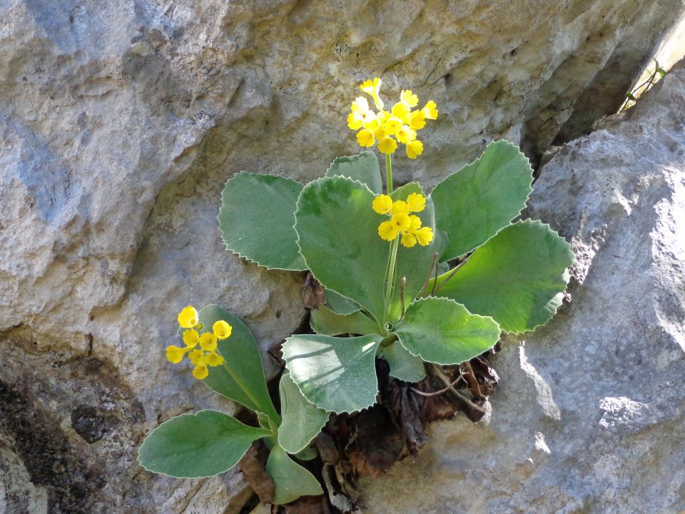 Vrtaški vrh 14.05.2013 - foto povečava