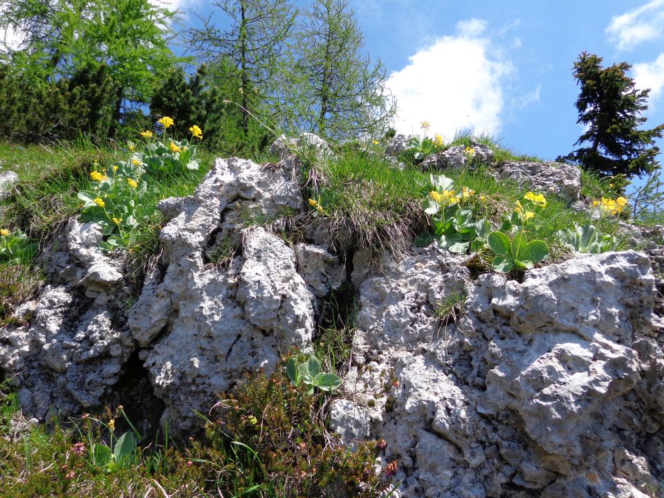 Veliki Črlovec - Sleme 14.06.2013 - foto povečava