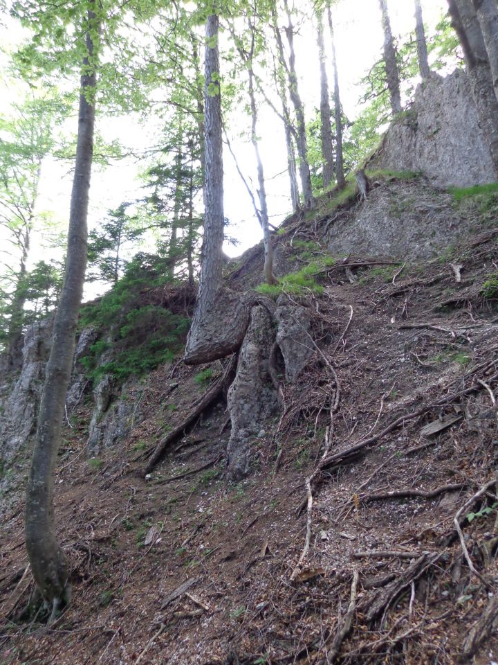 pod vrhom je gozd macesnov, ki težko kljubujejo težkim razmeram